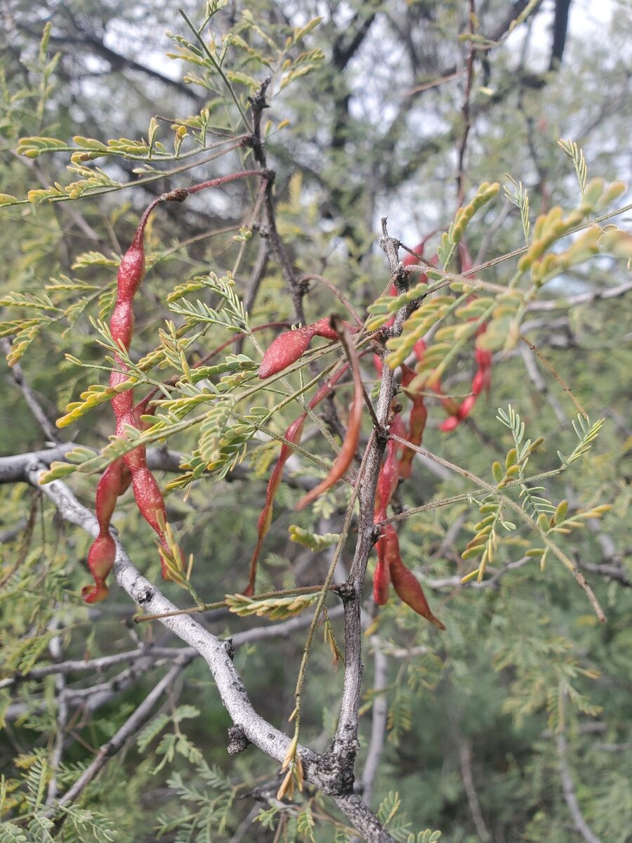 Vachellia constricta - (Benth.) Seigler & Ebinger (Mescat Acacia) — photo