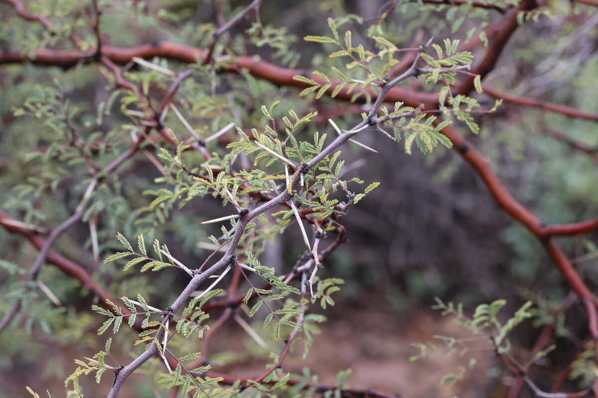 Vachellia constricta - (Benth.) Seigler & Ebinger