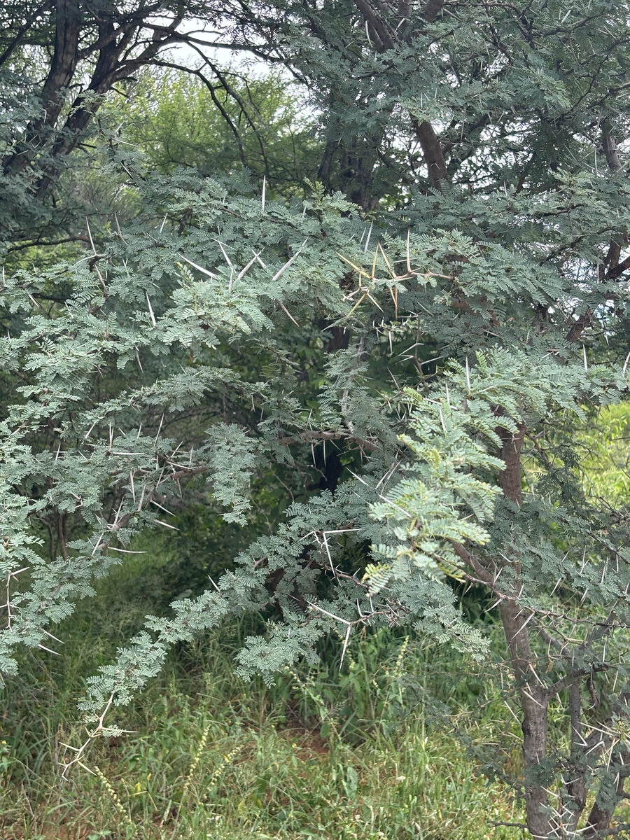 Vachellia grandicornuta (Horned thorn tree) — photo