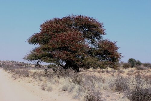 Vachellia luederitzii (Kalahari-sand acacia) — photo