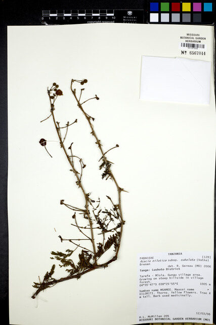 Vachellia nilotica subsp. subalata — photo