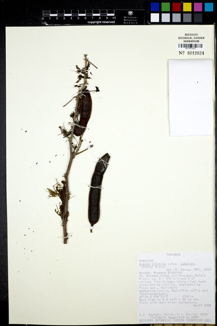 Vachellia nilotica subsp. subalata — photo