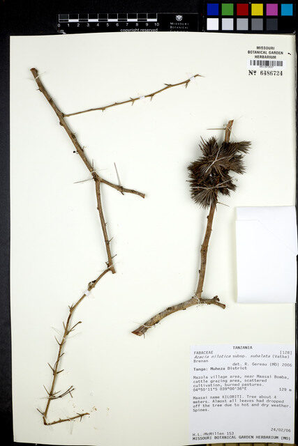 Vachellia nilotica subsp. subalata