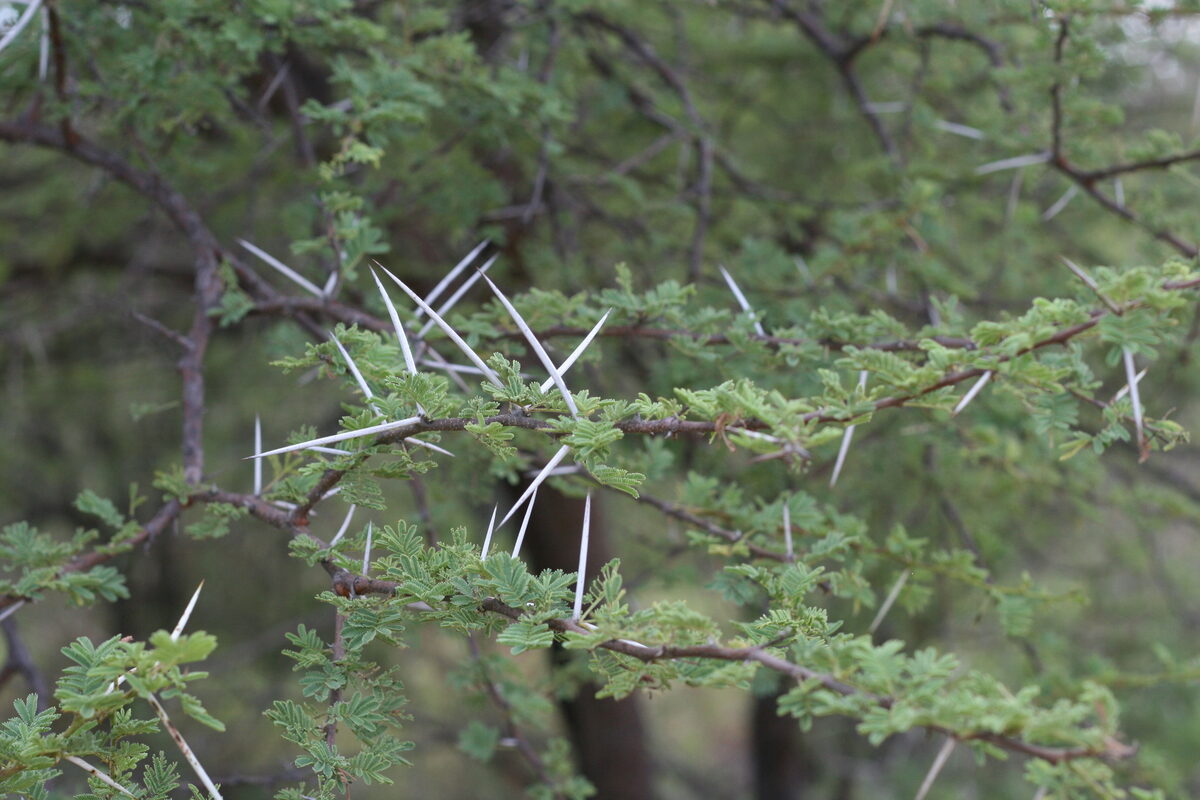 Vachellia tortilis subsp. heteracantha (Umbrella thorn) — photo