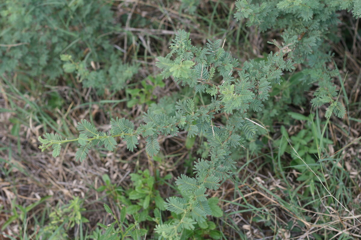 Vachellia tortilis subsp. heteracantha (Umbrella thorn) — photo