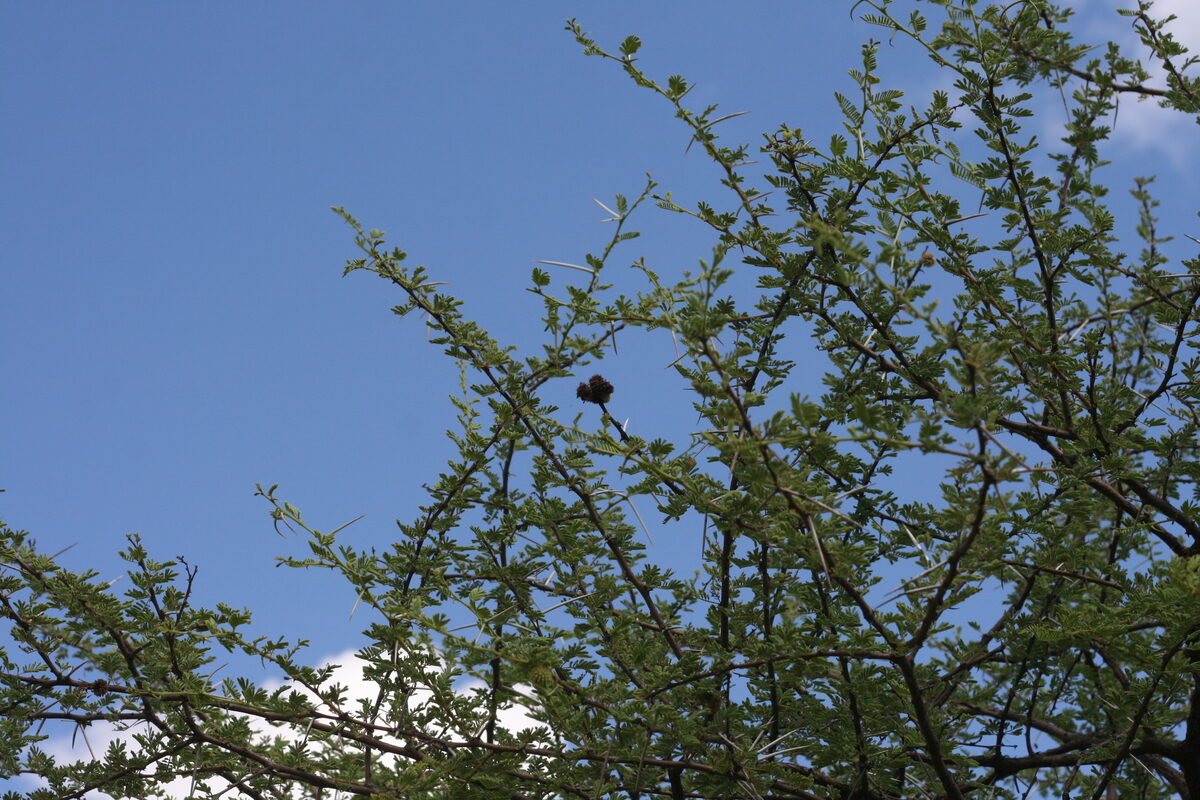 Vachellia tortilis subsp. heteracantha