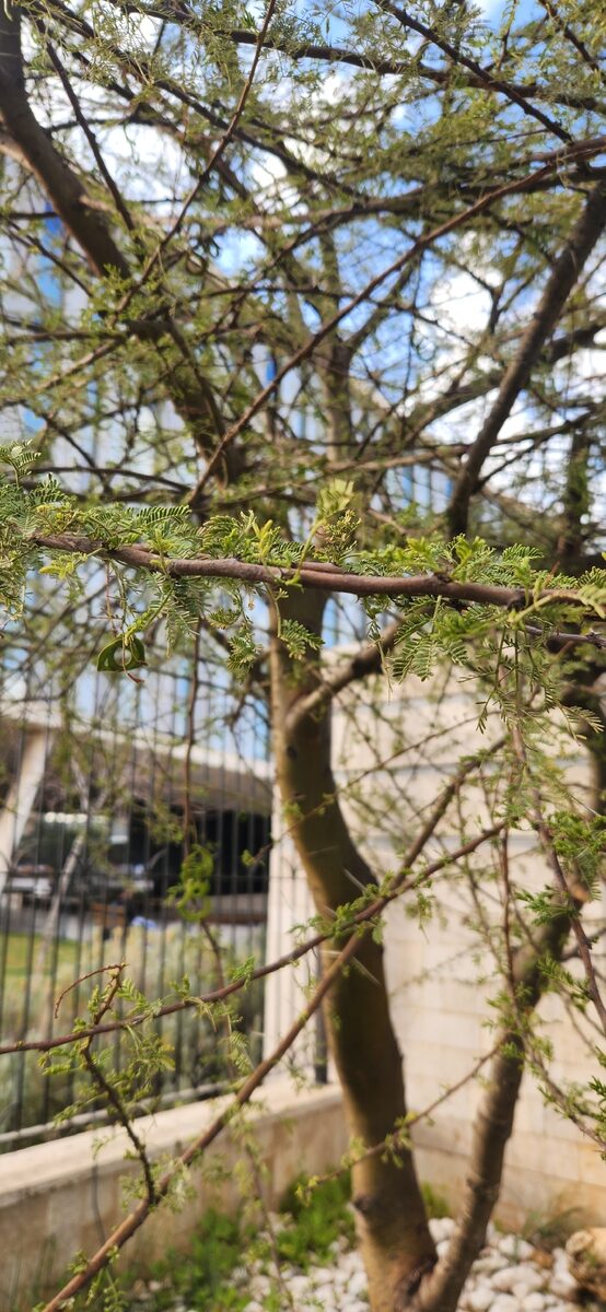 Vachellia tortilis subsp. raddiana (Umbrella thorn) — photo