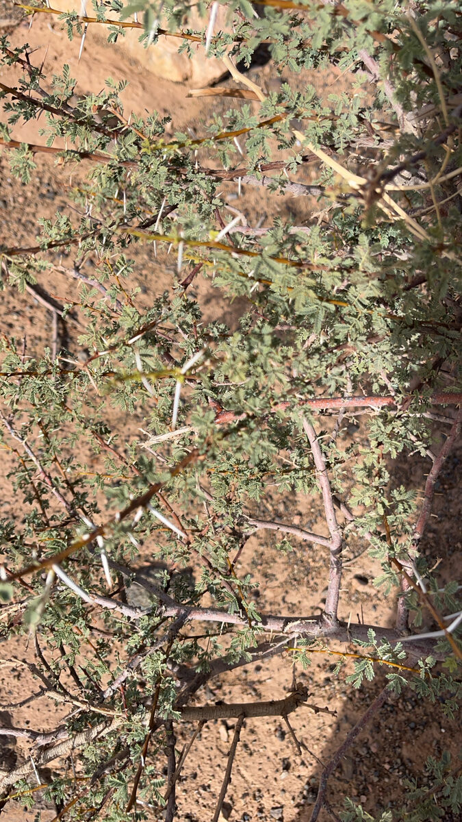 Vachellia tortilis subsp. raddiana