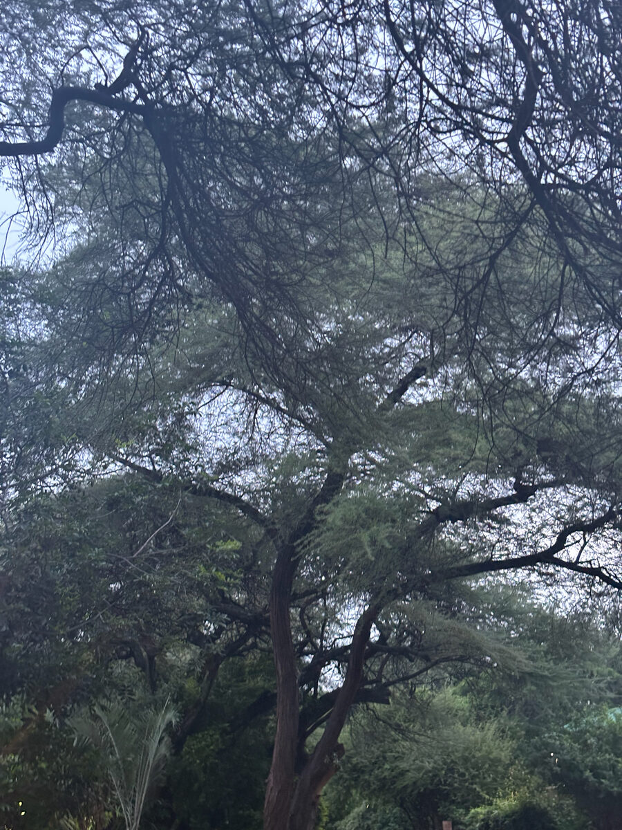 Vachellia tortilis subsp. spirocarpa (Umbrella thorn) — photo