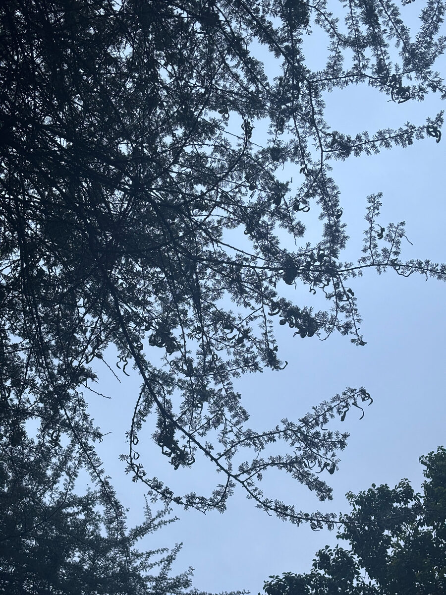 Vachellia tortilis subsp. spirocarpa (Umbrella thorn) — photo