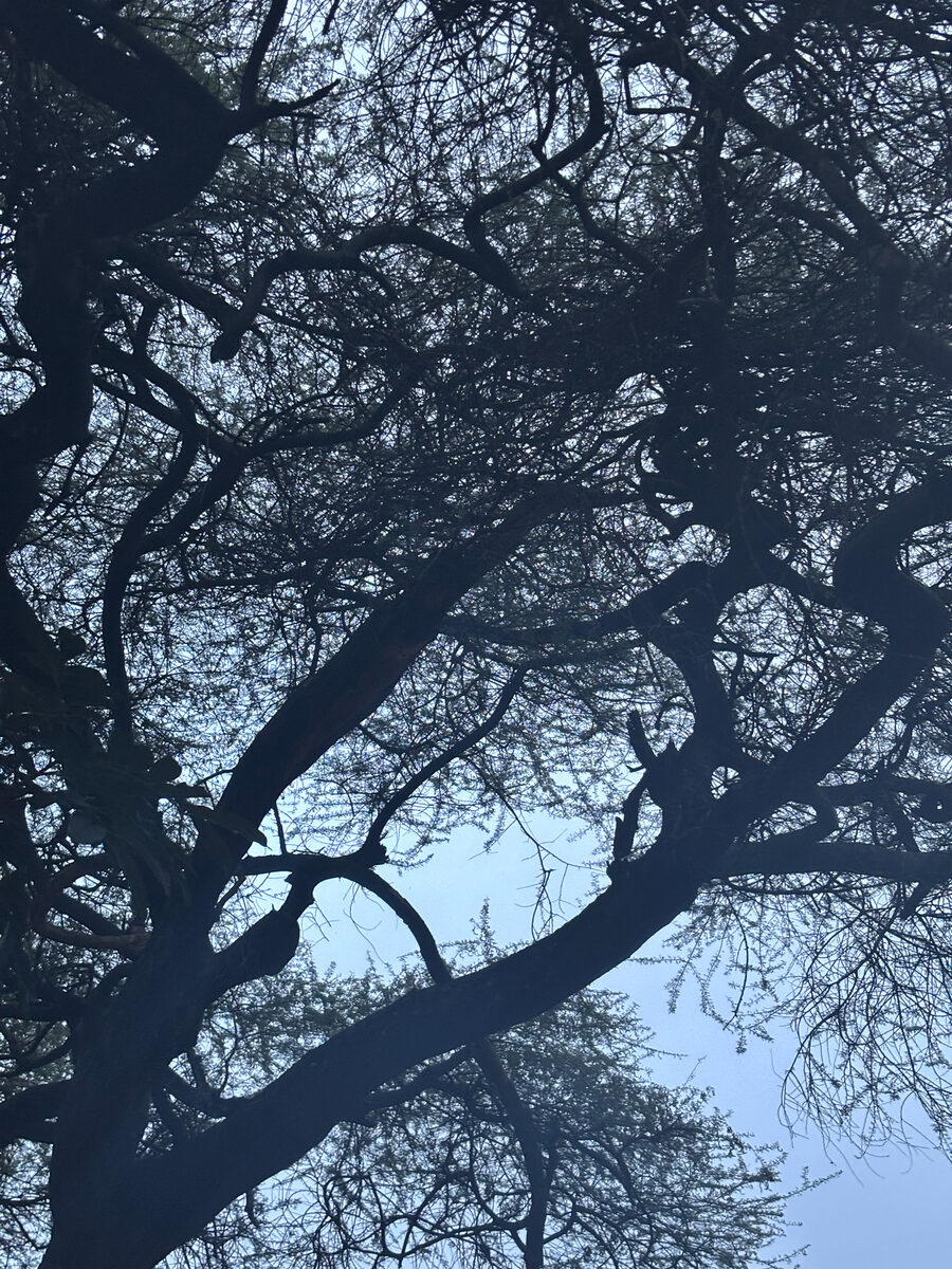 Vachellia tortilis subsp. spirocarpa