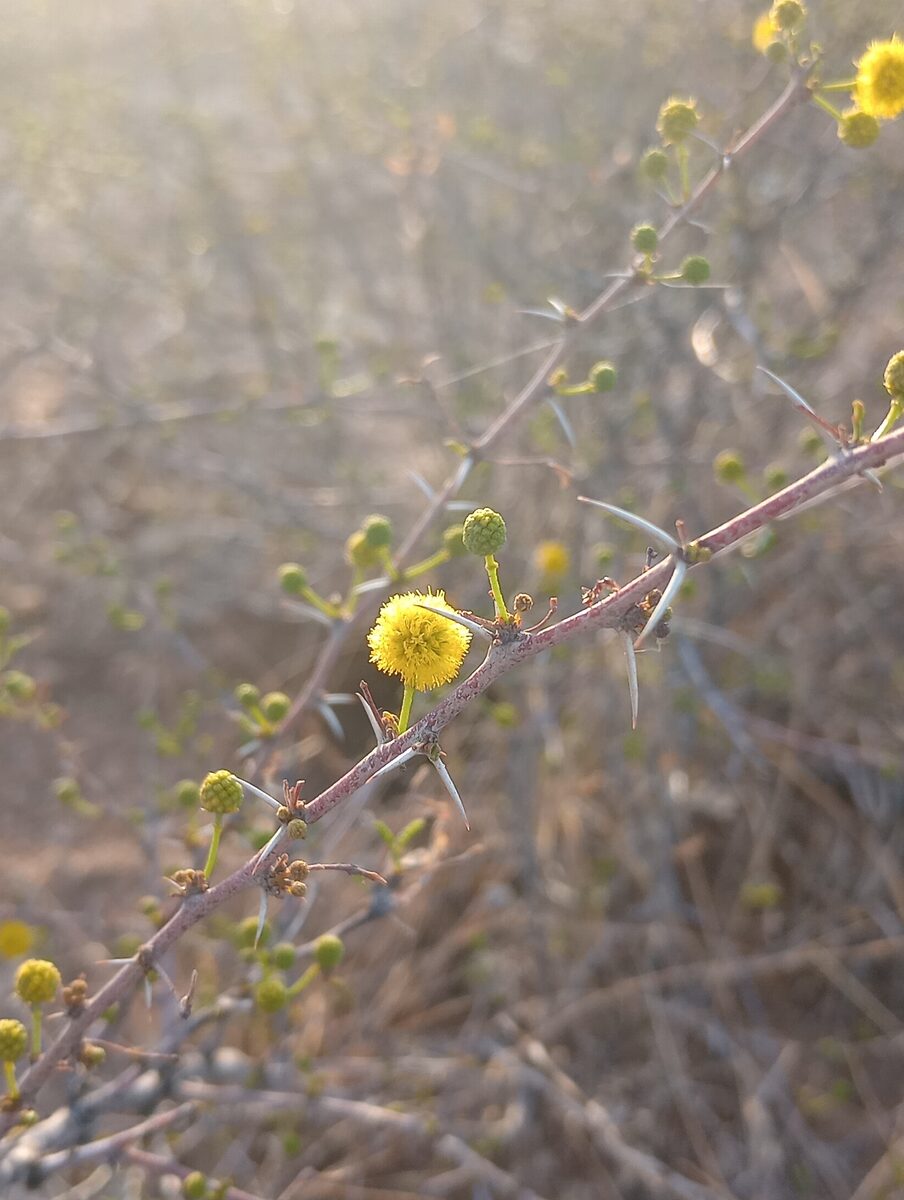 Vachellia vernicosa - (Britton & Rose) Seigler & Ebinger (Sticky Acacia) — photo