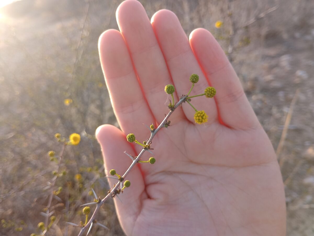 Vachellia vernicosa - (Britton & Rose) Seigler & Ebinger (Sticky Acacia) — photo
