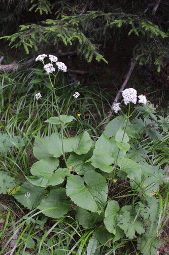 Valeriana alliariifolia — photo