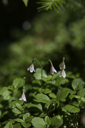 Valeriana officinalis (Valerian) — photo