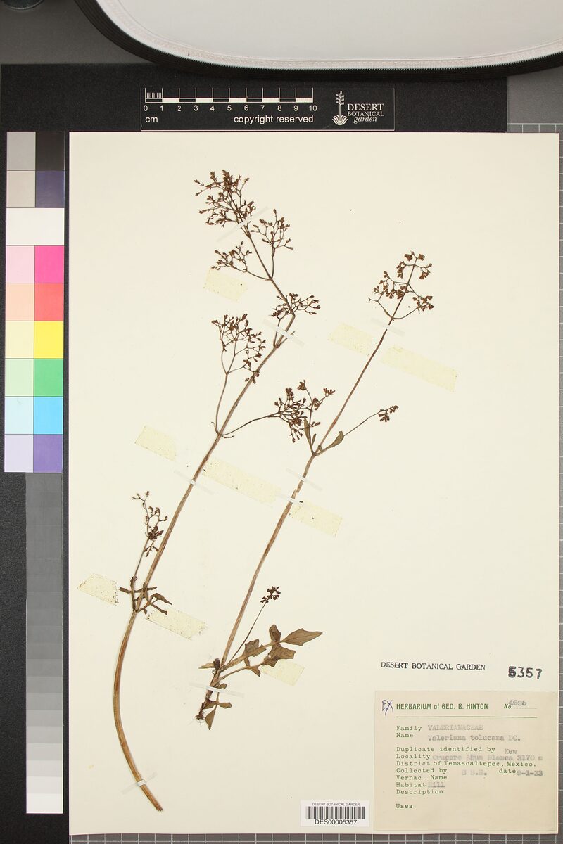 Valeriana toluccana