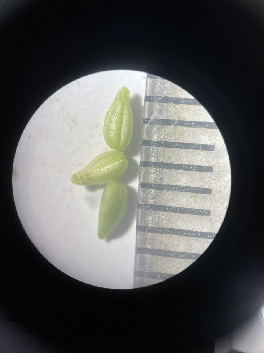 Valerianella chenopodifolia - (Pursh.)DC. — photo