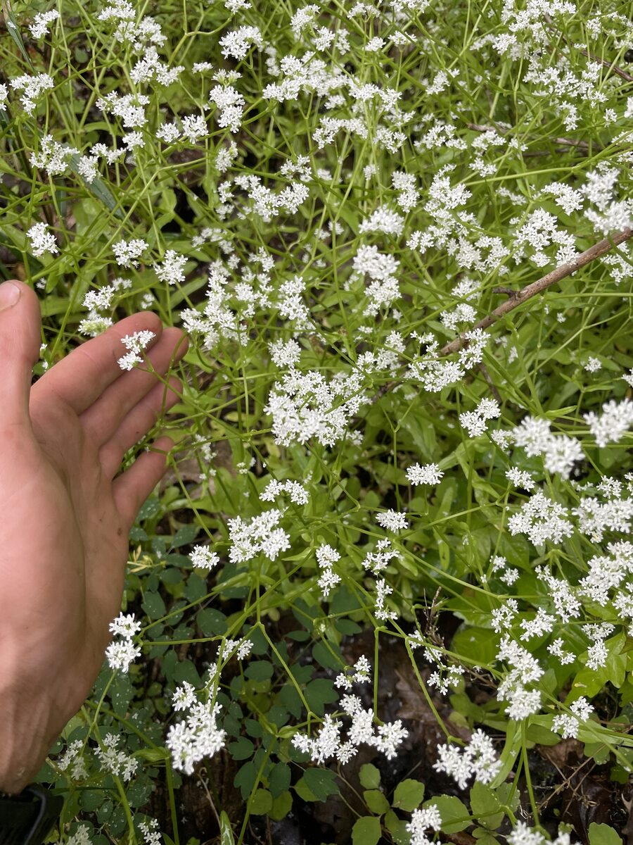 Valerianella chenopodifolia - (Pursh.)DC. — photo