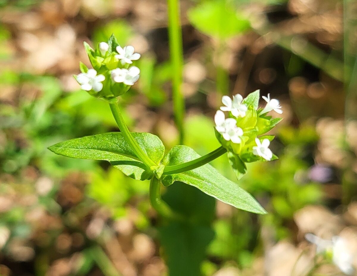 Valerianella chenopodifolia - (Pursh.)DC.