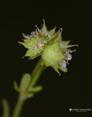 Valerianella discoidea (Lesser Cornsalad) — photo