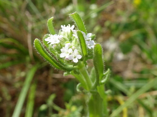 Valerianella discoidea (Lesser Cornsalad) — photo