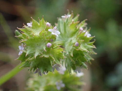 Valerianella discoidea
