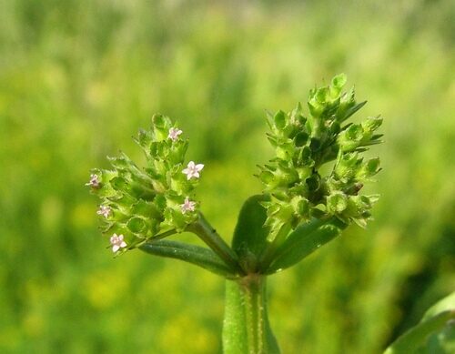 Valerianella eriocarpa (Italian Corn Salad) — photo
