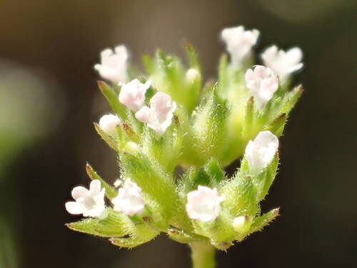Valerianella eriocarpa (Italian Corn Salad) — photo