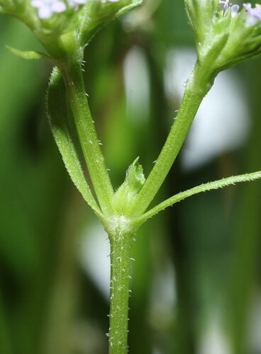 Valerianella eriocarpa
