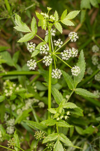 Vallisneria americana (Water celery) — photo