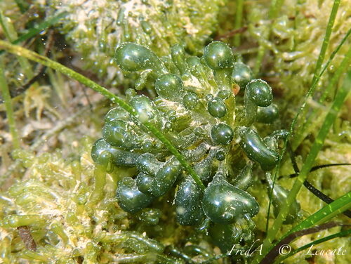 Valonia aegagropila — photo