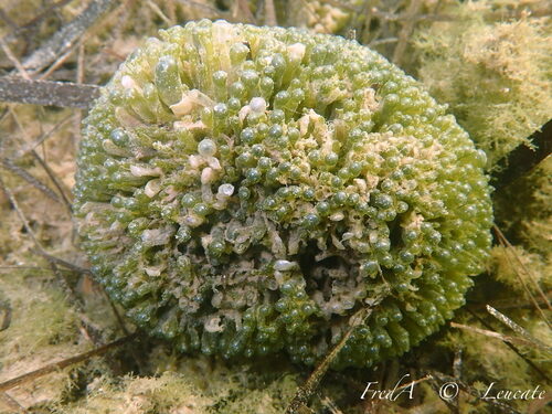 Valonia aegagropila