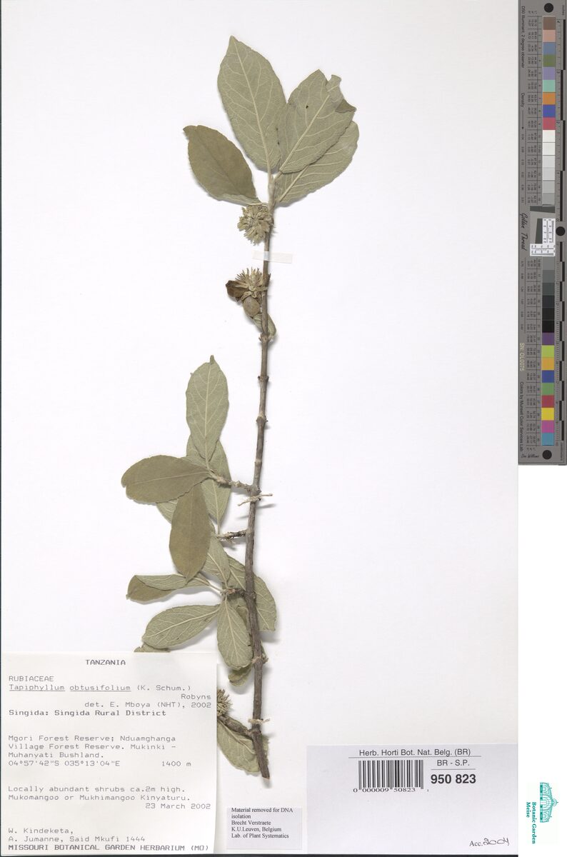 Vangueria obtusifolia — photo
