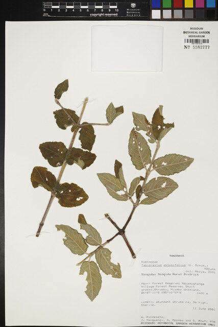 Vangueria obtusifolia — photo