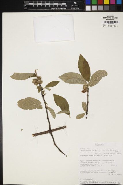 Vangueria obtusifolia