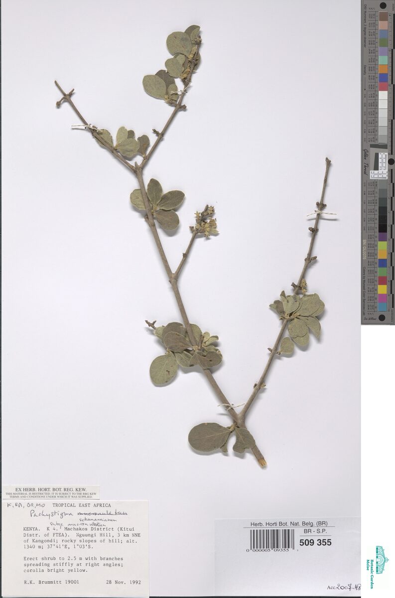 Vangueria schumanniana subsp. mucronulata — photo