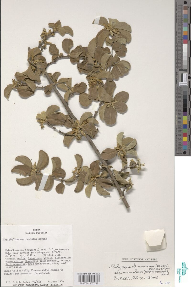 Vangueria schumanniana subsp. mucronulata — photo