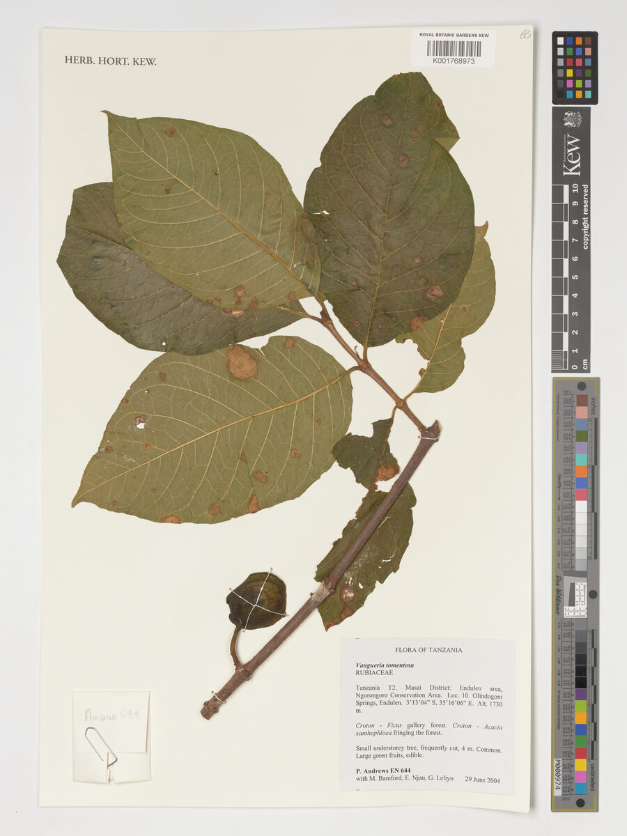 Vangueria schumanniana subsp. mucronulata