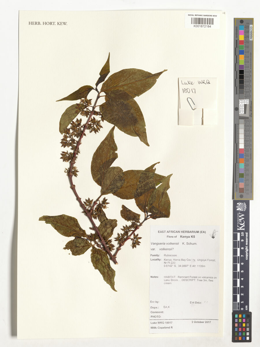 Vangueria volkensii — photo