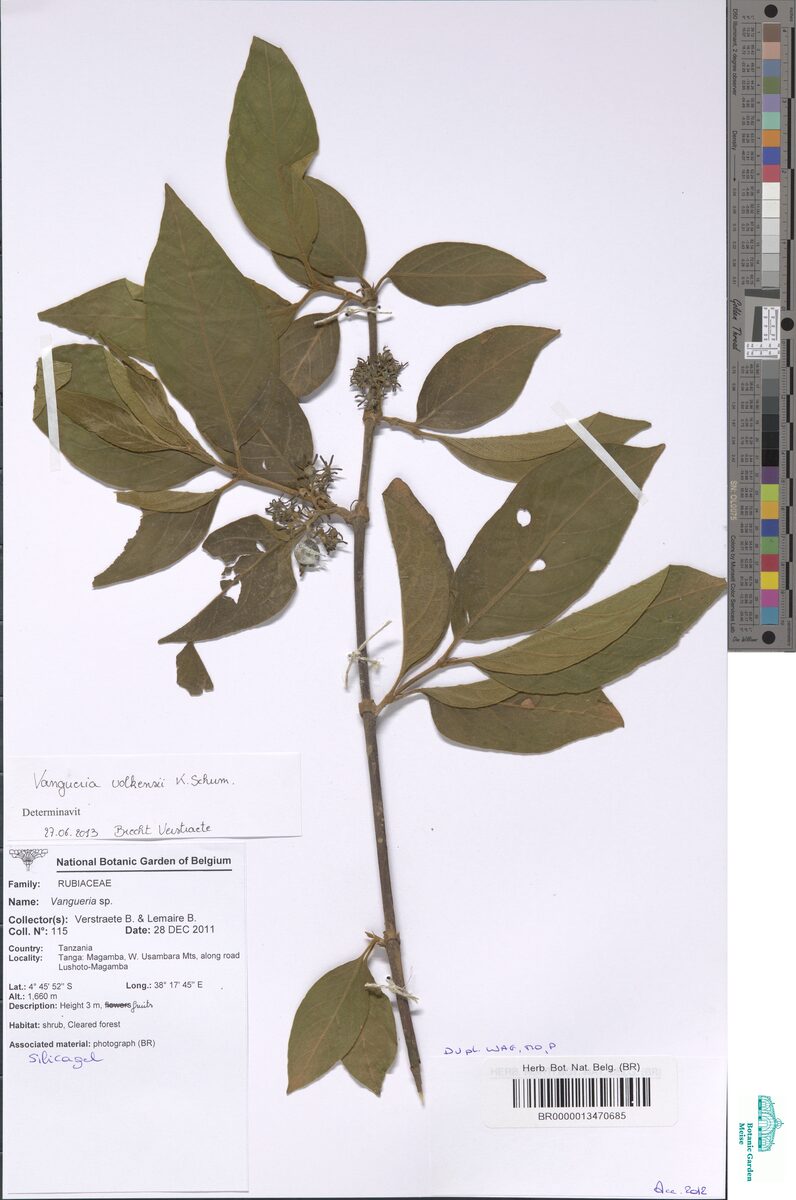 Vangueria volkensii — photo