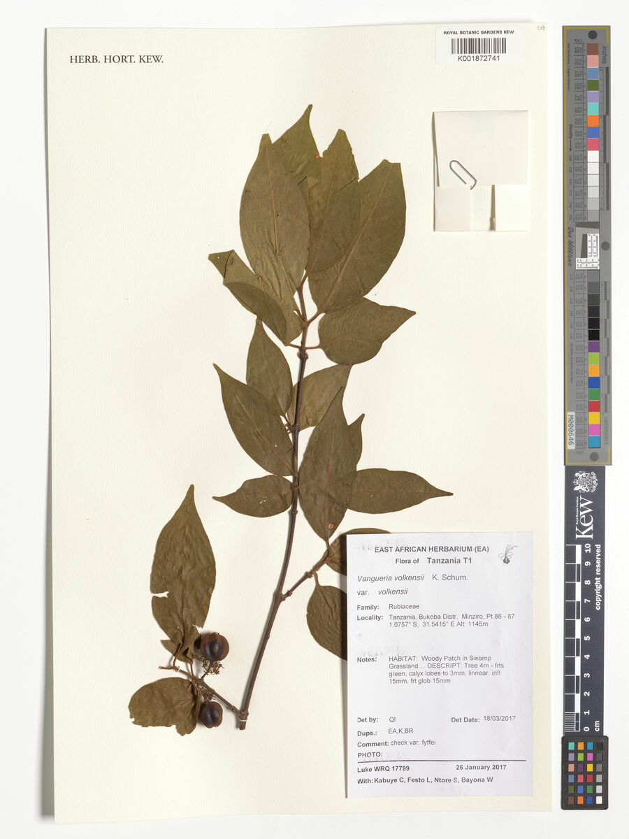 Vangueria volkensii