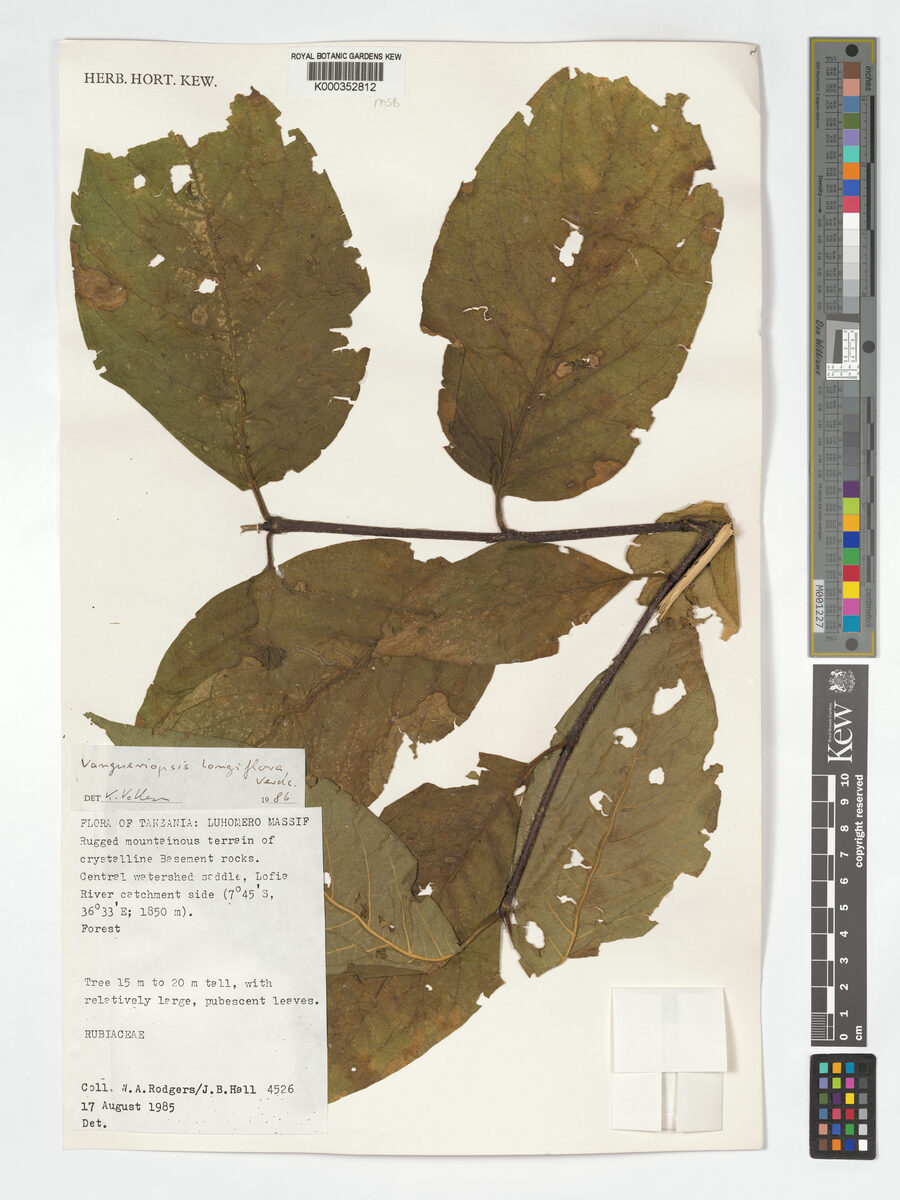 Vangueriopsis longiflora — photo