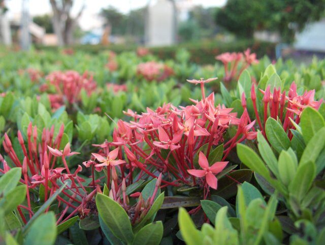 Vangueriopsis longiflora