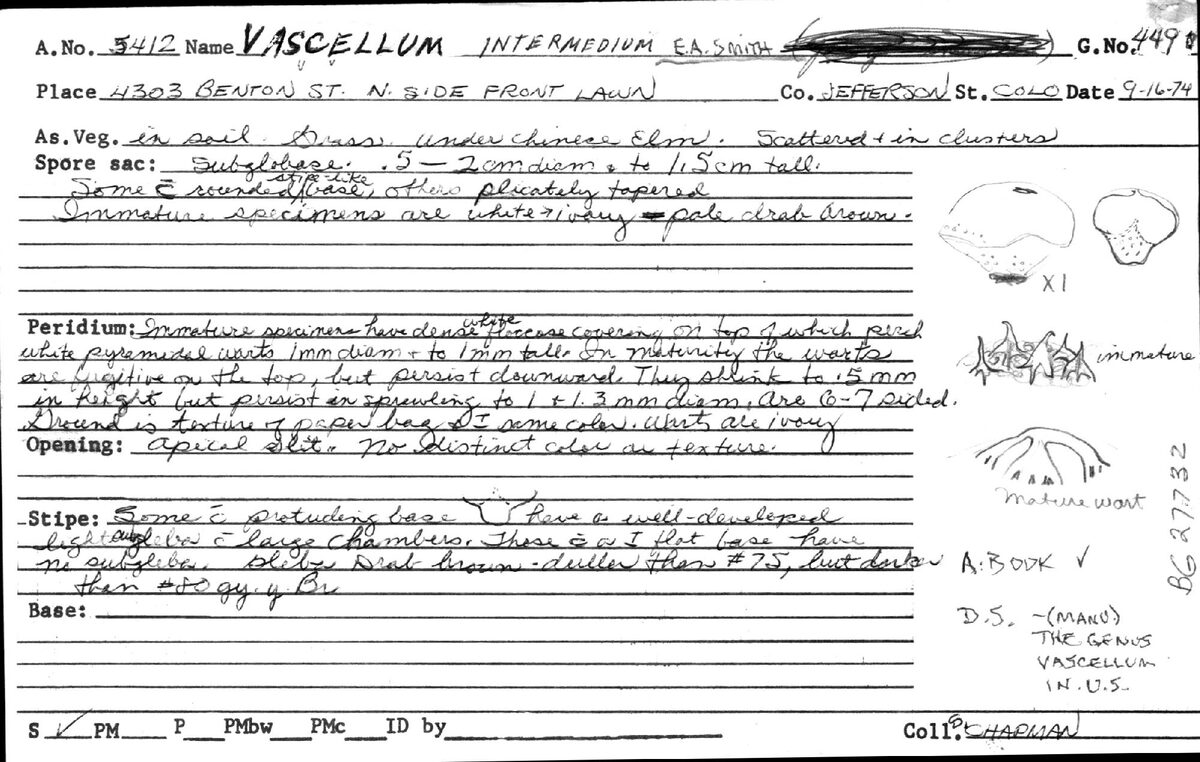 Vascellum intermedium — photo