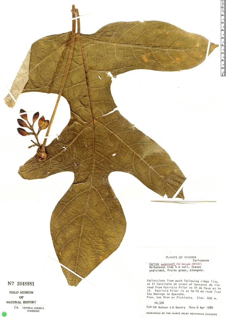 Vasconcellea microcarpa subsp. baccata — photo