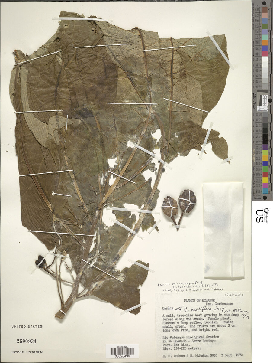 Vasconcellea microcarpa subsp. baccata — photo
