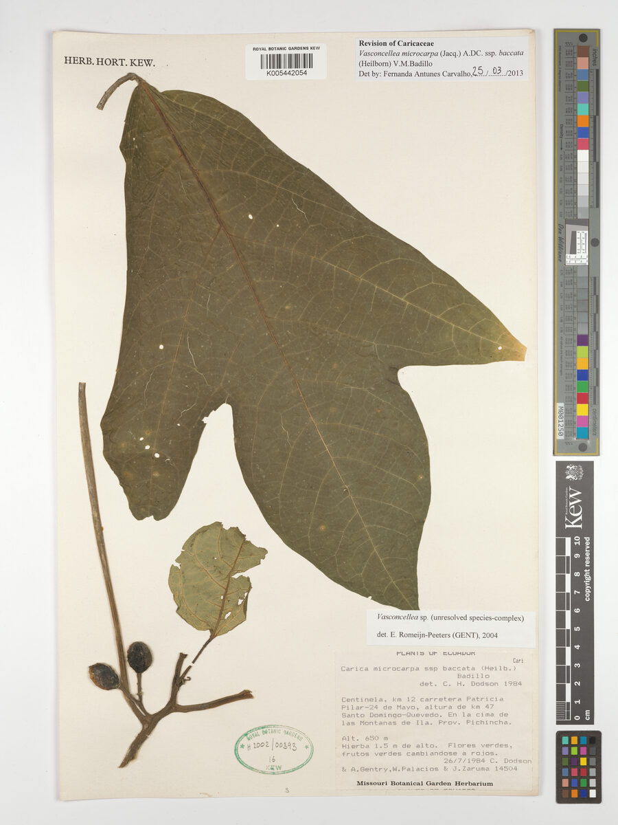 Vasconcellea microcarpa subsp. baccata