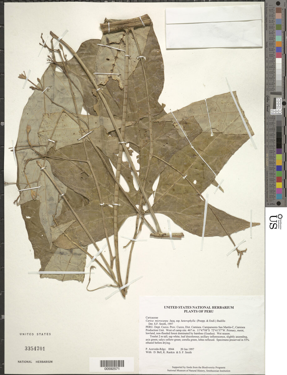 Vasconcellea microcarpa subsp. heterophylla (Airo watihiko) — photo