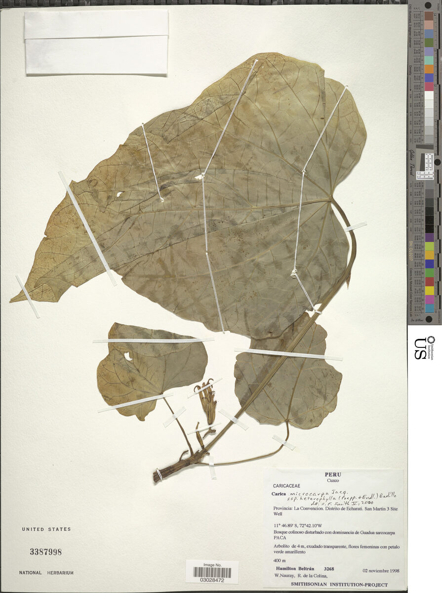 Vasconcellea microcarpa subsp. heterophylla