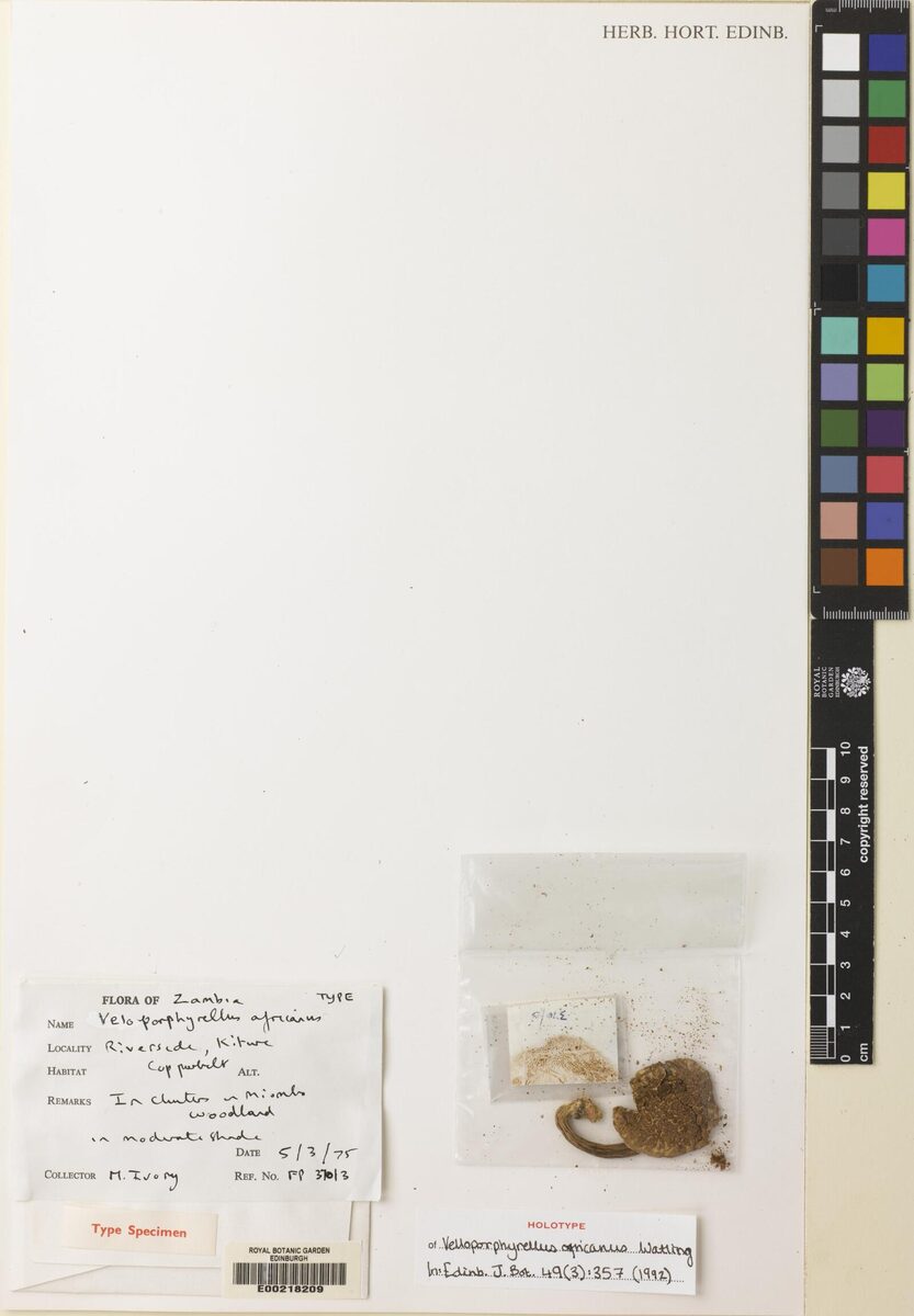 Veloporphyrellus africanus